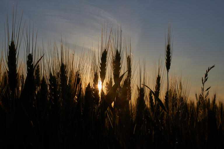 Kornfeld I