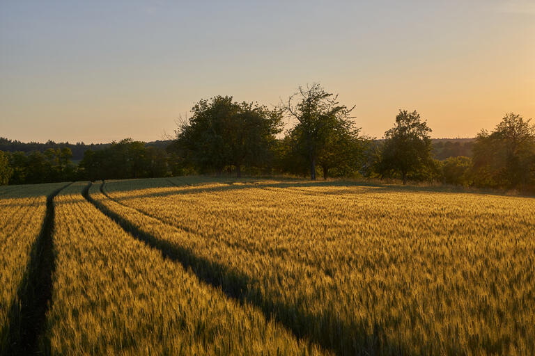 Kornfeld II