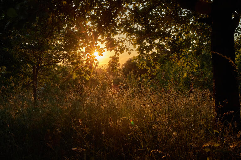 Goldenes Licht