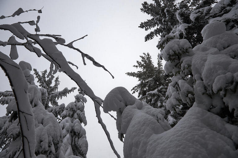 Nordschwarzwald II