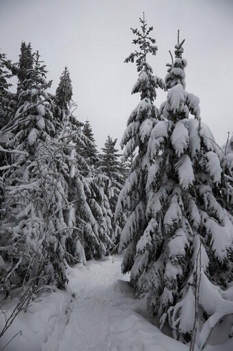 Nordschwarzwald III