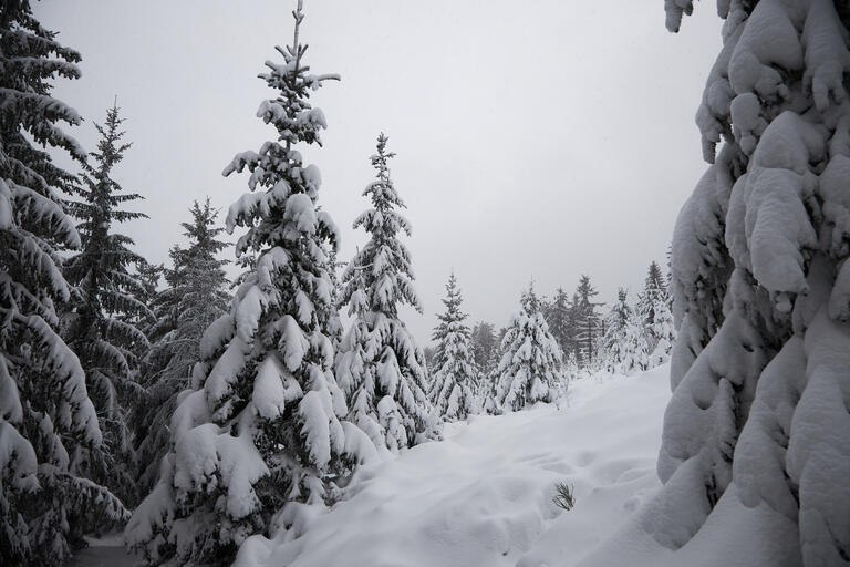 Nordschwarzwald IV