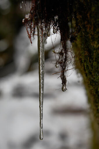 Eiszapfen im Moos