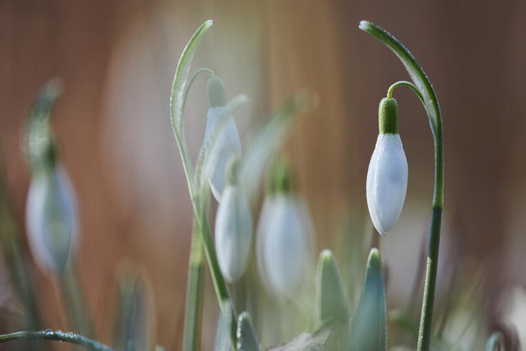 Schneeglöckchen II