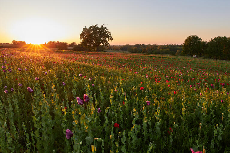 Mohnfeld im Sonnenuntergang