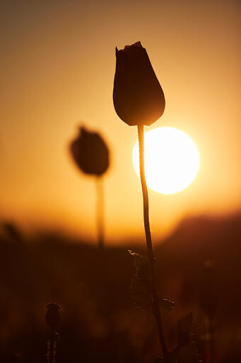 Mohnblüten im Sonnenuntergang