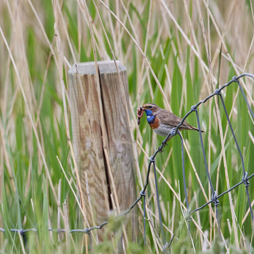 Blaukehlchen mit Regenwurm