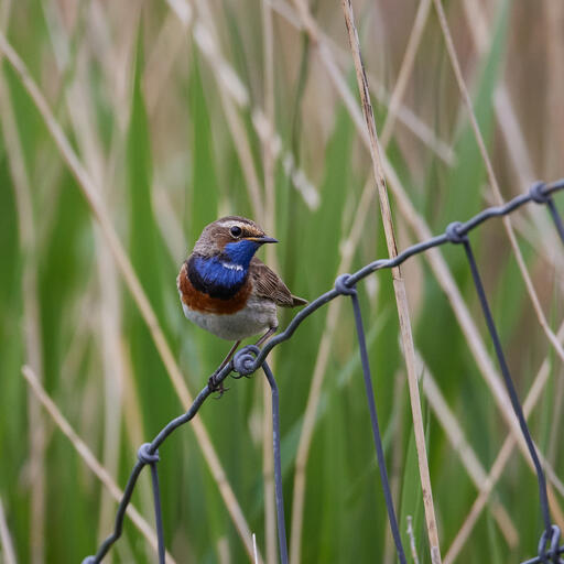 Blaukehlchen ohne Beute