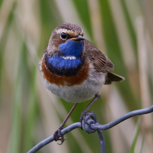 Blaukehlchen im Detail