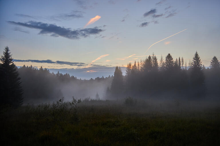 Kleines Hochmoor im Wald