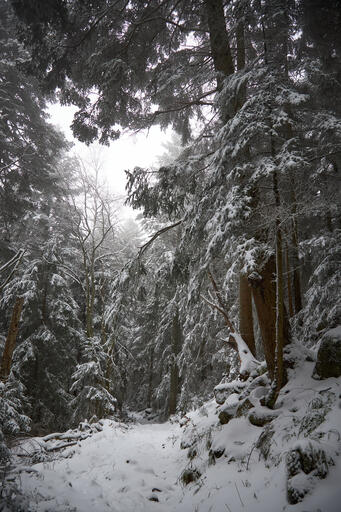 Winterwanderung im Nordschwarzwald II