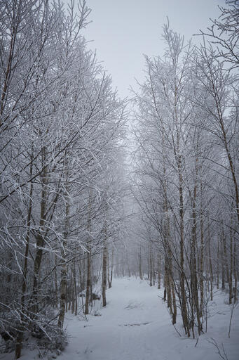 Winterwanderung im Nordschwarzwald IV