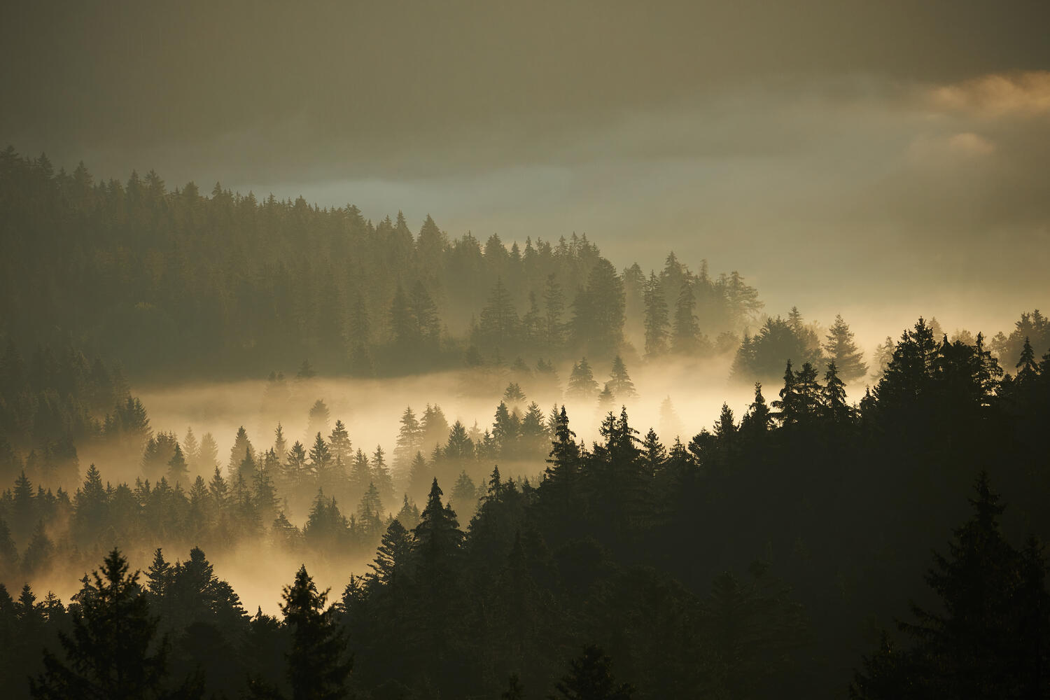Nebel im Schwarzwald