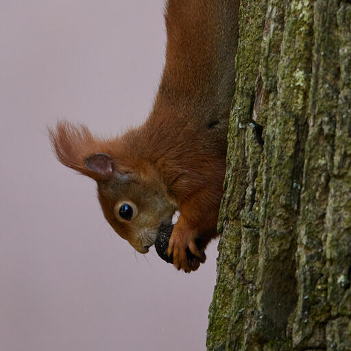 Eichhörnchen beim Fressen