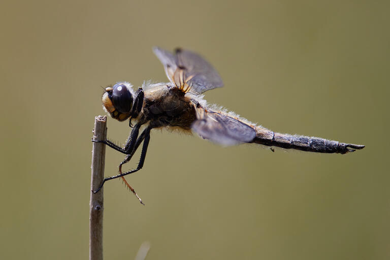 Libelle I