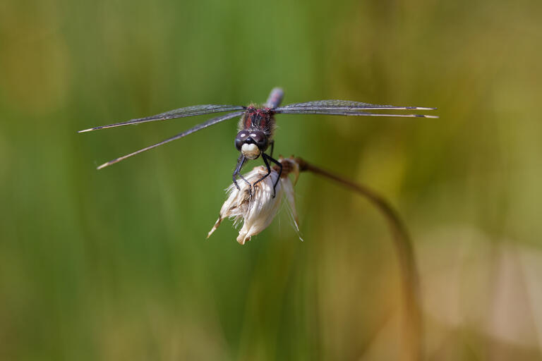 Libelle III