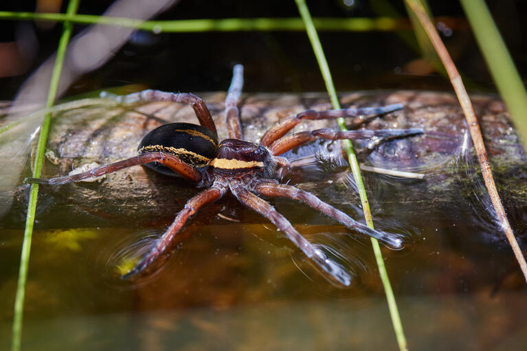 Gerandete Jagdspinne
