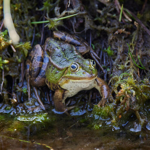 Teichfrosch II