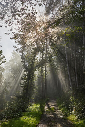 Sonnenstrahlen im Wald III