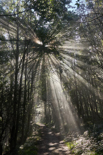 Sonnenstrahlen im Wald I