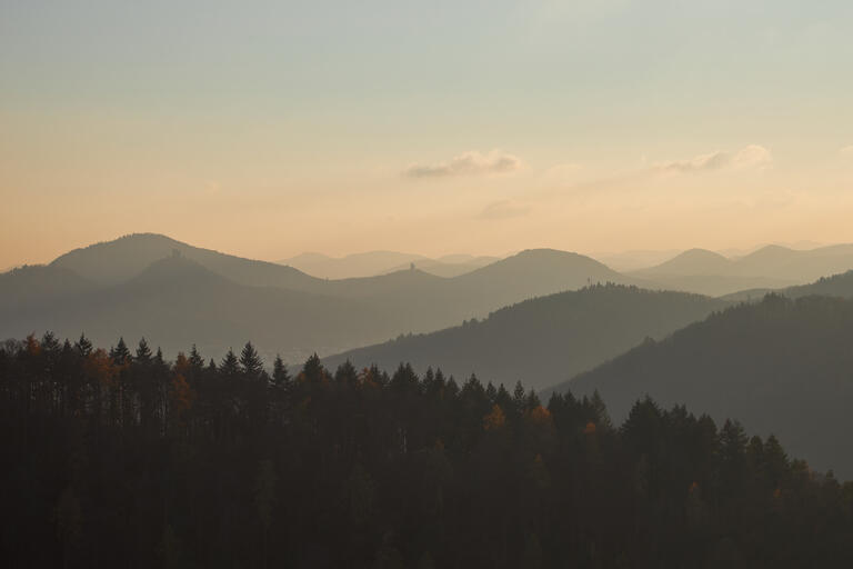 Pfälzer Wald