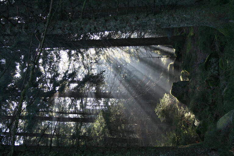 Sonnenstrahlen im Schwarzwald