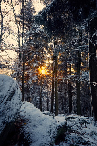 Winter im Schwarzwald II