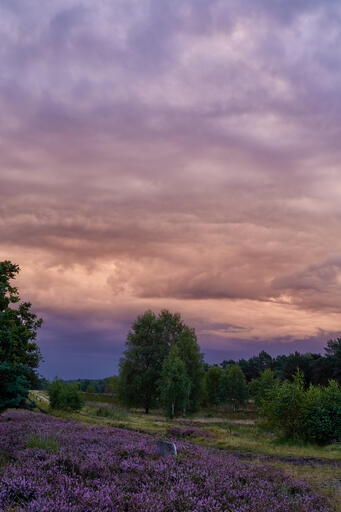 Lüneburger Heide I