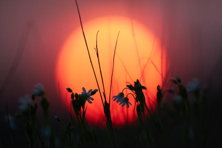 Frühlingsblumen bei Sonnenuntergang