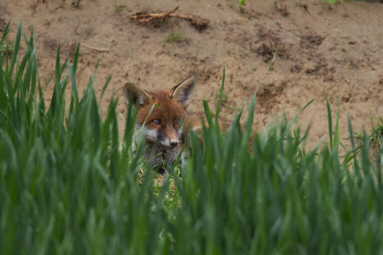 Kleiner Fuchs