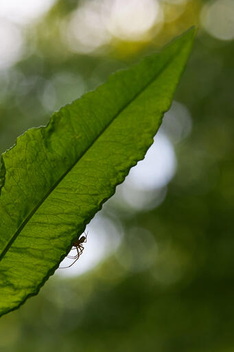 Spinne im Wald