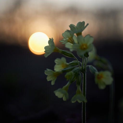 Schlüsselblume (Flektogon)